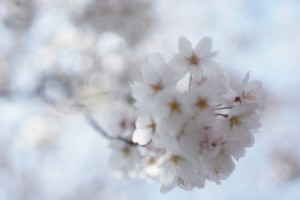 Cherry Blossom